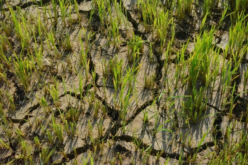 Rice fields in Lien Son Lak commune, Dak Lak province, are at risk of crop failure due to drought. (Photo: VNA)