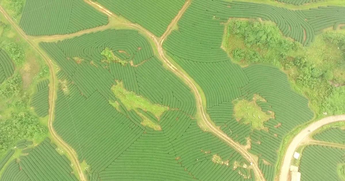 Moc Chau tea hills – a captivating destination