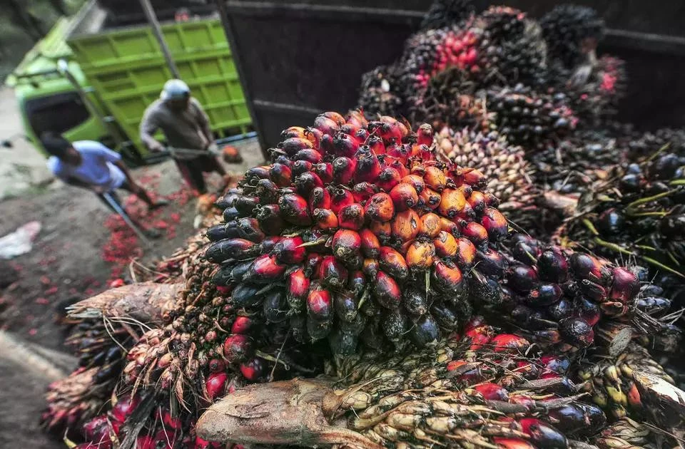 Indonesia EU trade pact deadline pushed to H1 of 2025 Vietnam+