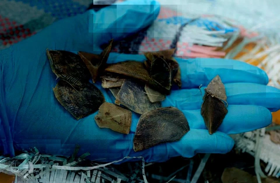 Singapore seizes record haul of pangolin scales