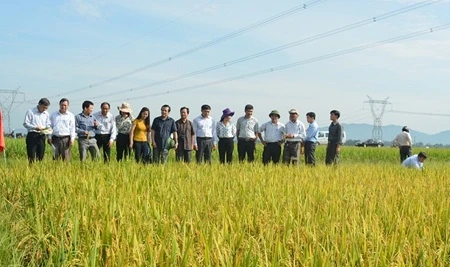 Vietnam Rice Bug Japan, Vietnam develop new rice resistant to disease, bugs