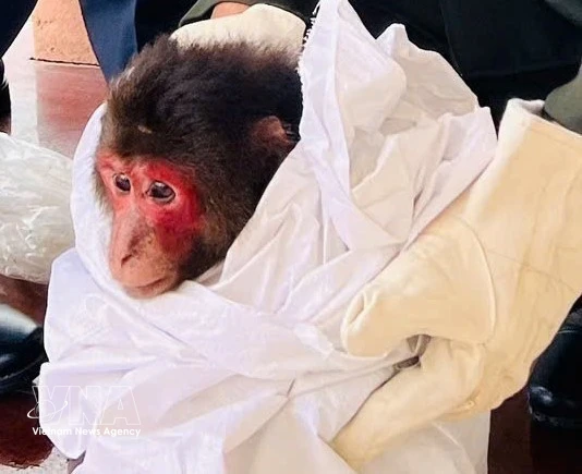 Rare primate handed over to Phong Nha - Ke Bang National Park