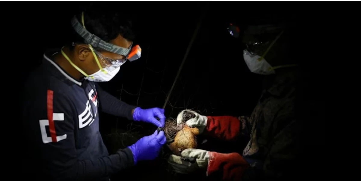 Singapore monitors Nipah case in Bangladesh