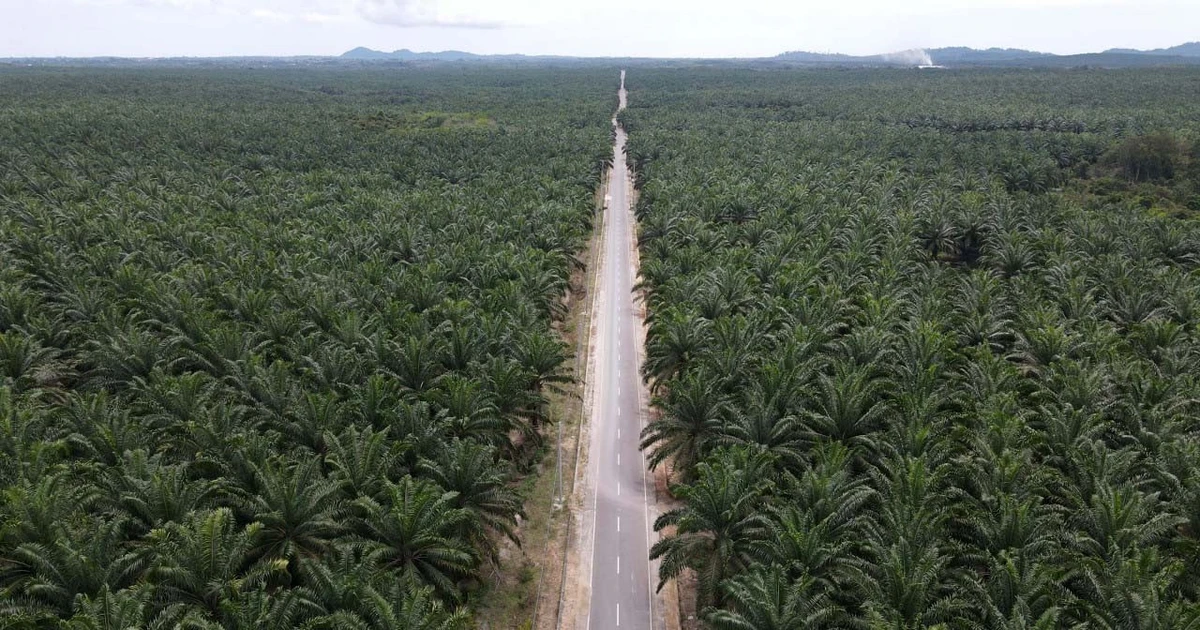 Indonesia strengthens palm oil industry through sustainability certification