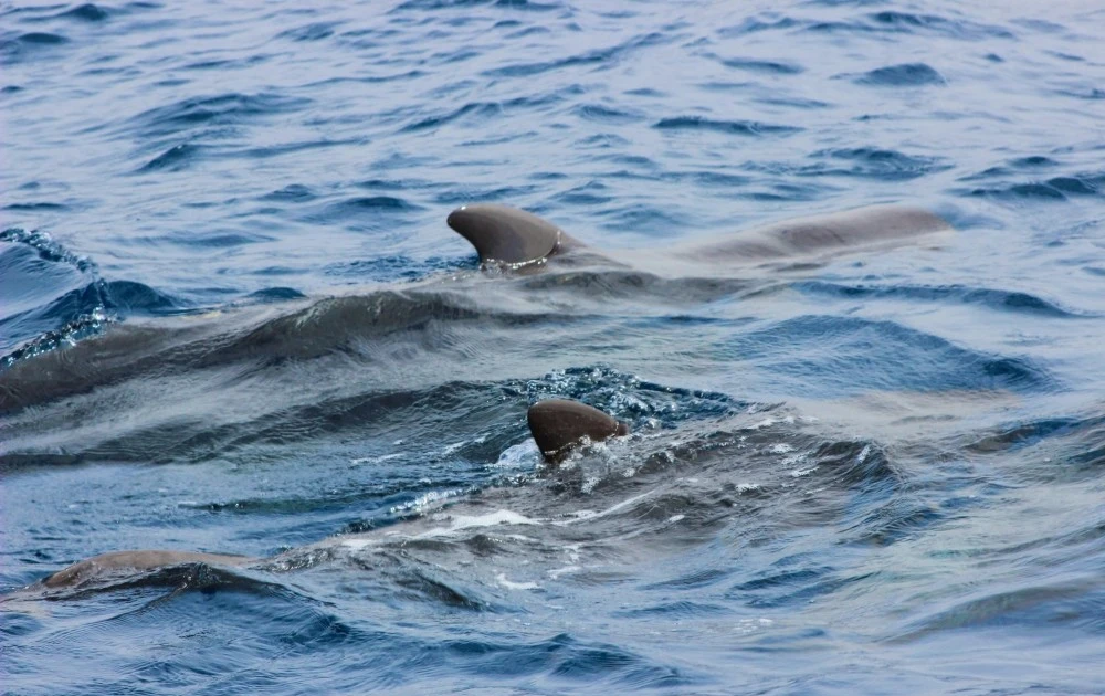 Malaysia strengthens marine wildlife conservation