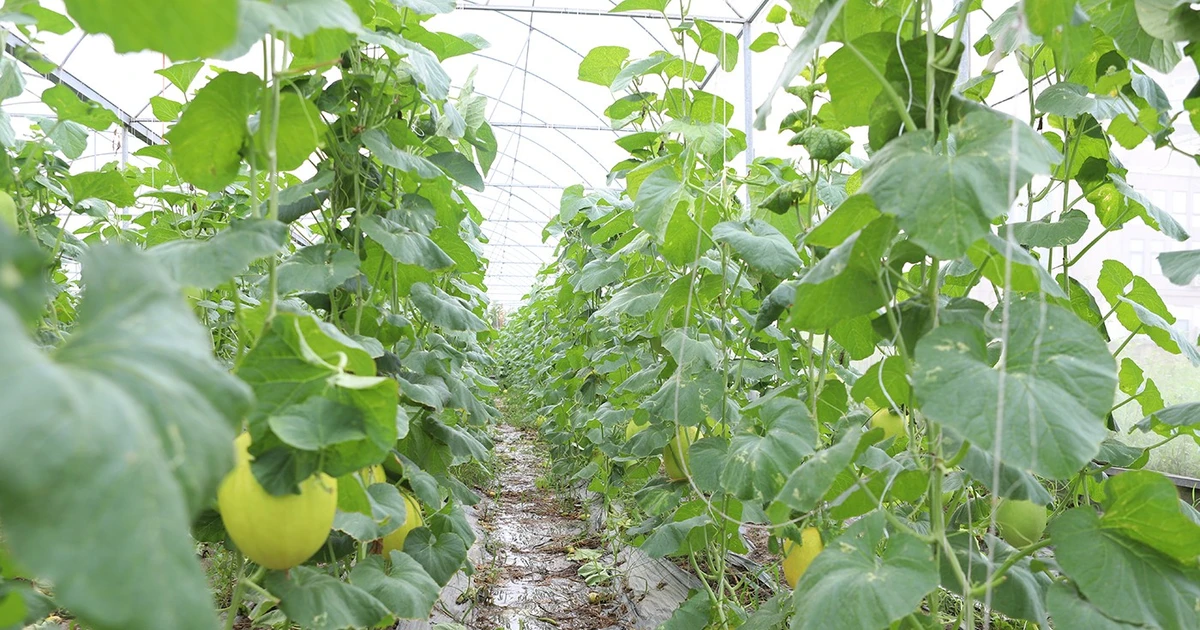 Bac Ninh expands safe-cultivation areas to boost agricultural exports