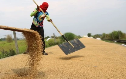 Philippines optimistic about record-high rice output