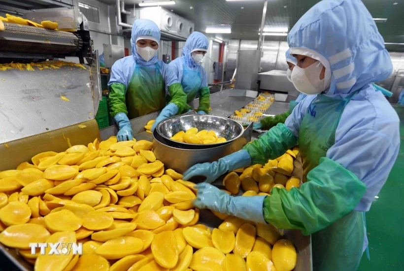Workers process agricultural products for export (Photo: VNA)