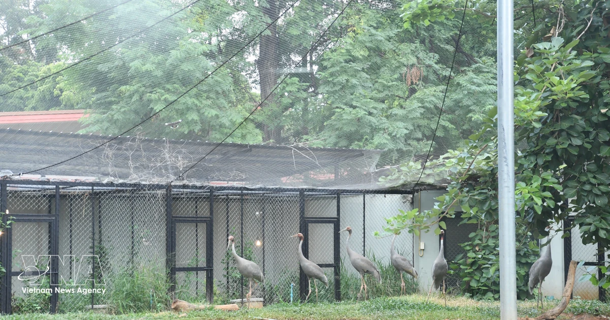 Six sarus cranes from Thailand arrive in Dong Thap
