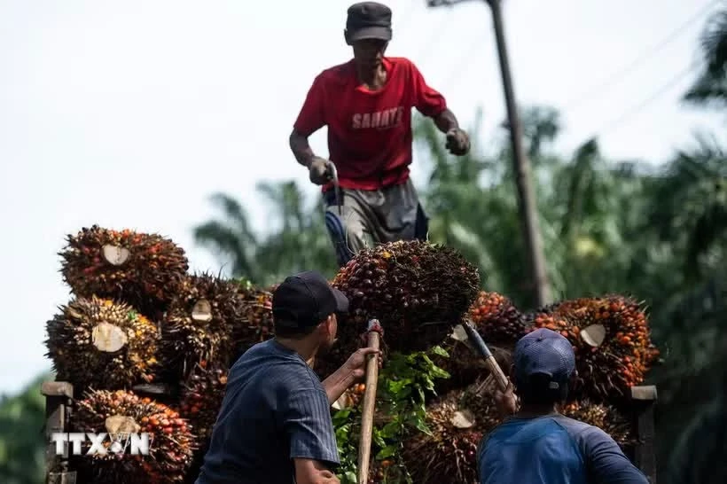 Malaysia's palm oil industry shifts towards high-value products
