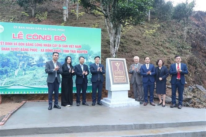 Thai Nguyen: 12 ancient Shan Tuyet tea trees win national heritage status