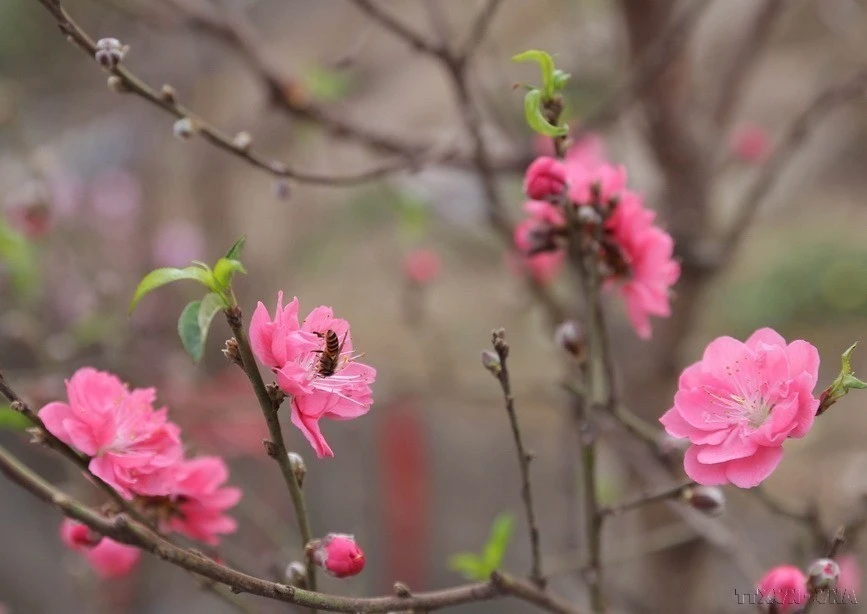 Early spring at Hanoi’s flower market