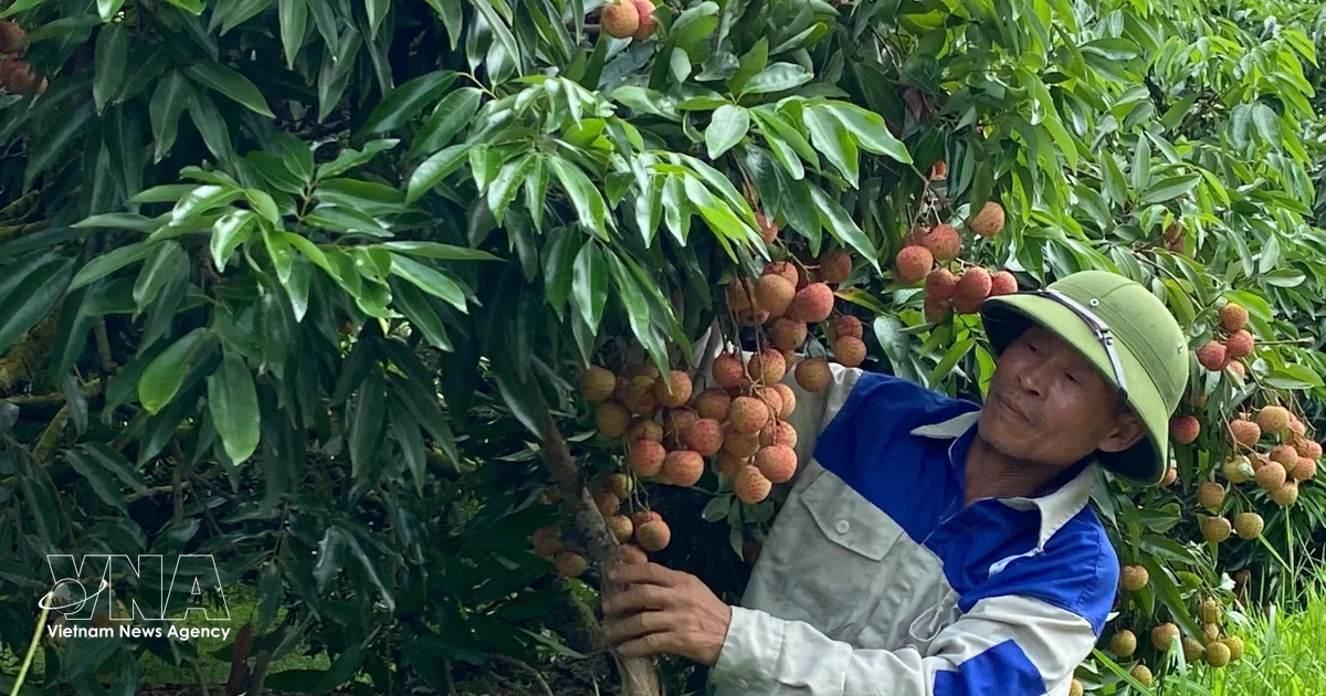 Digitalisation opens new markets for Vietnamese farm produce