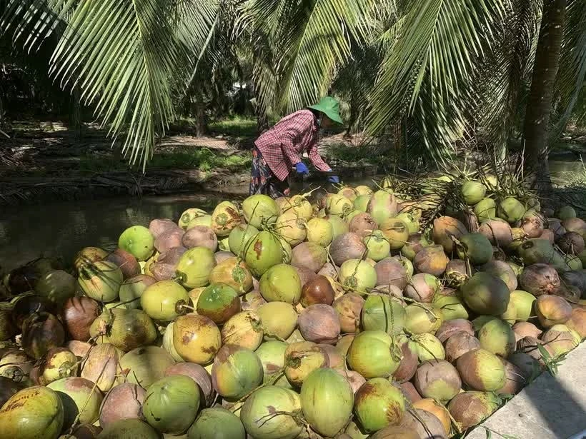 Thailand steps up support for coconut farmers amid domestic oversupply