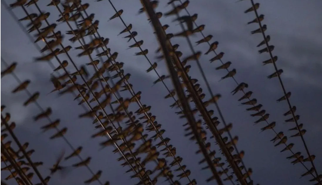 Indonesia tightens measures amid Nipah virus concerns