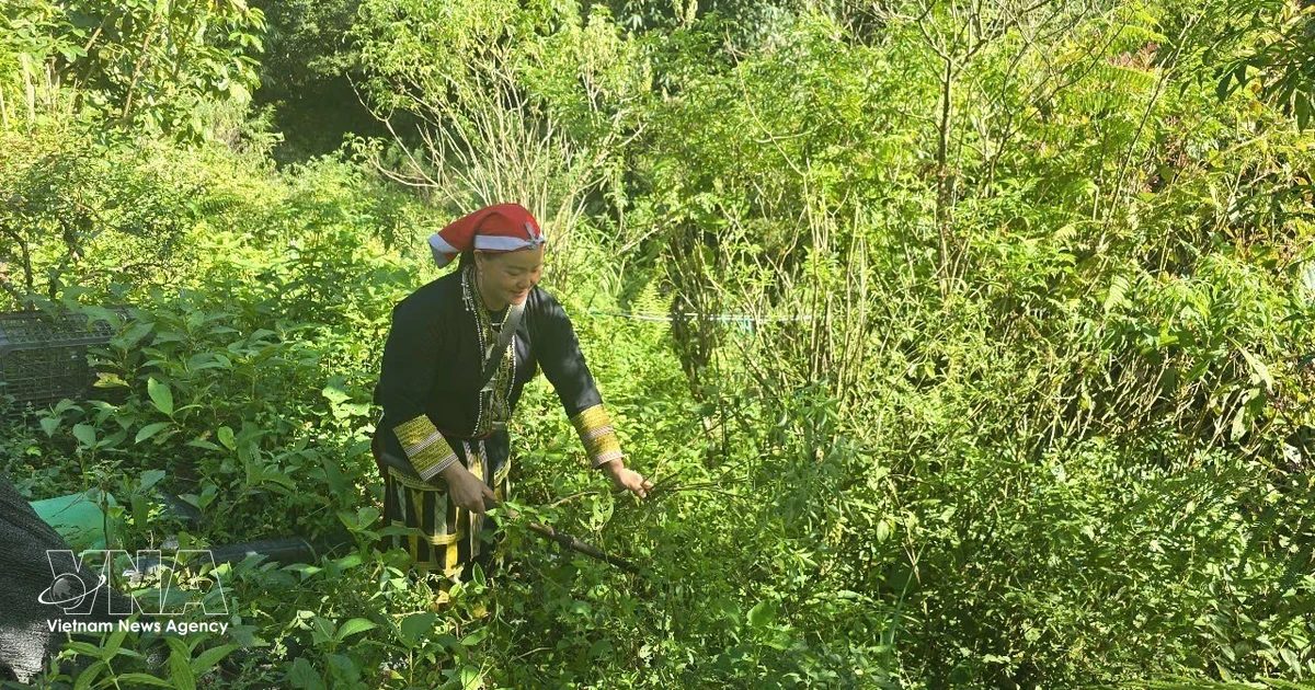 Lao Cai preserves cultural heritage, creating sustainable livelihoods from traditional crafts