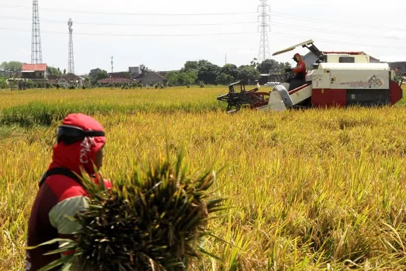 Indonesia sees major agricultural export opportunities amid surplus supply