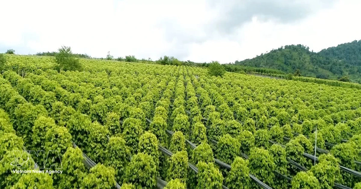 Vietnam’s pepper exports jump 21.7% in volume in five months