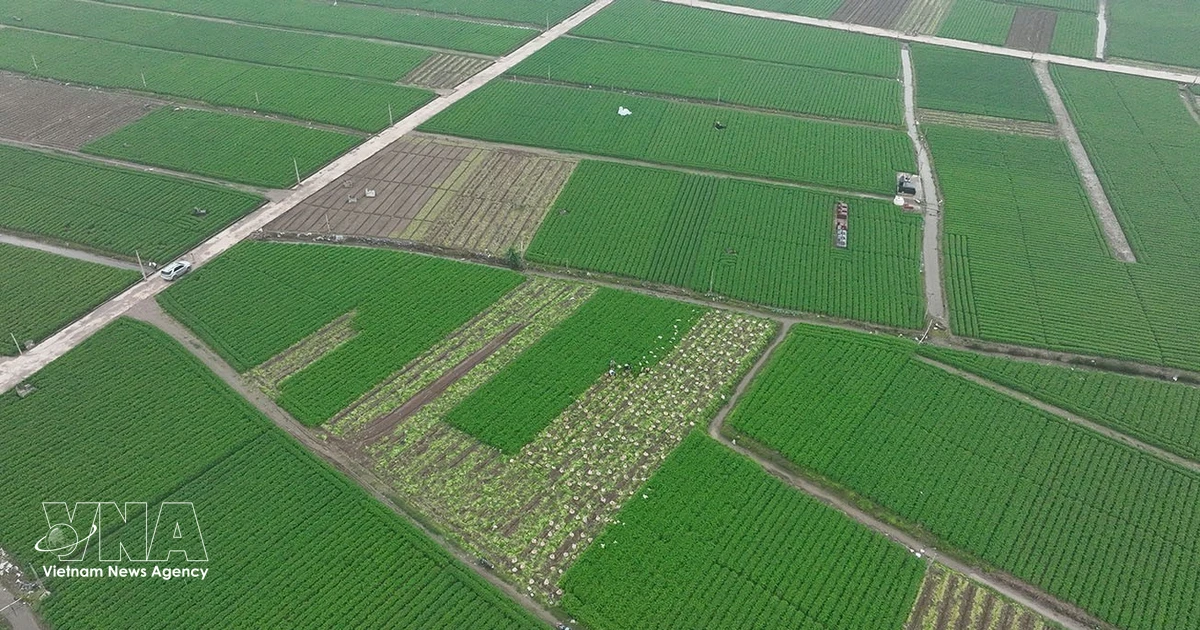 Vietnamese fruits, vegetables gain ground in regional markets