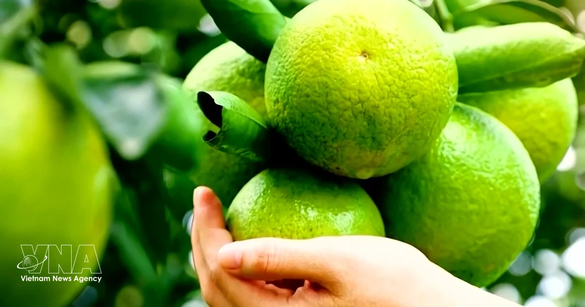 Ho Chi Minh City restructures agriculture for sustainable development