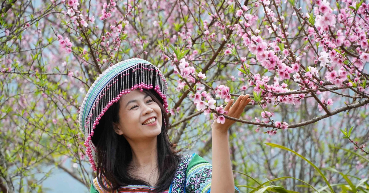 Peach blossoms in full bloom at Sin Suoi Ho community tourism village