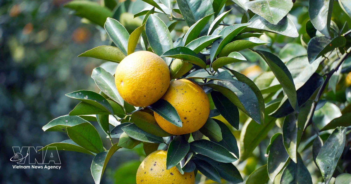Gallery - Thuong Loc oranges in Ha Tinh province enter Tet season | Vietnam+ (VietnamPlus)