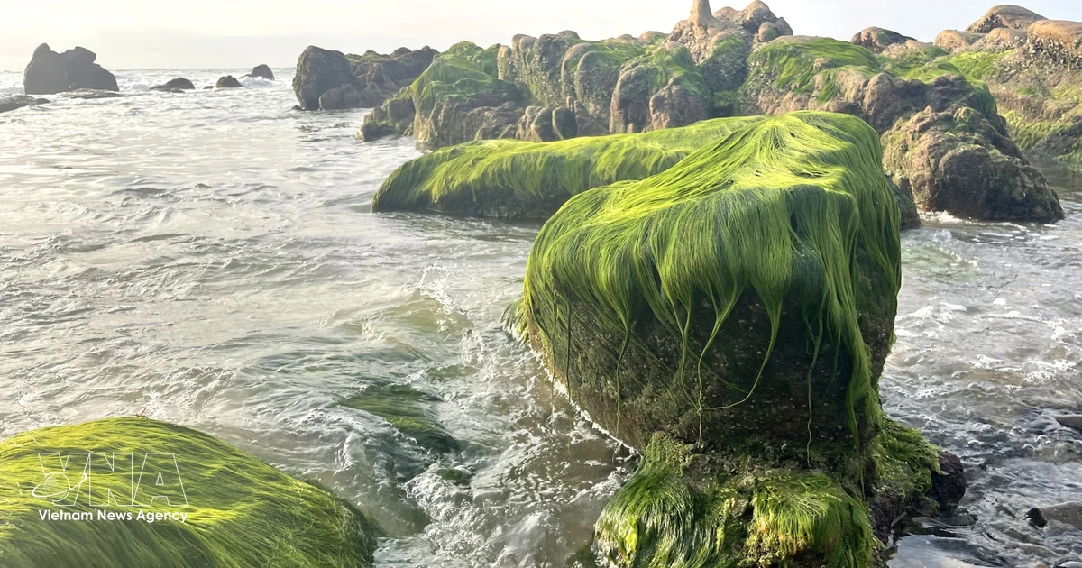 Green moss transforms Co Thach beach in Vietnam's Central Highland