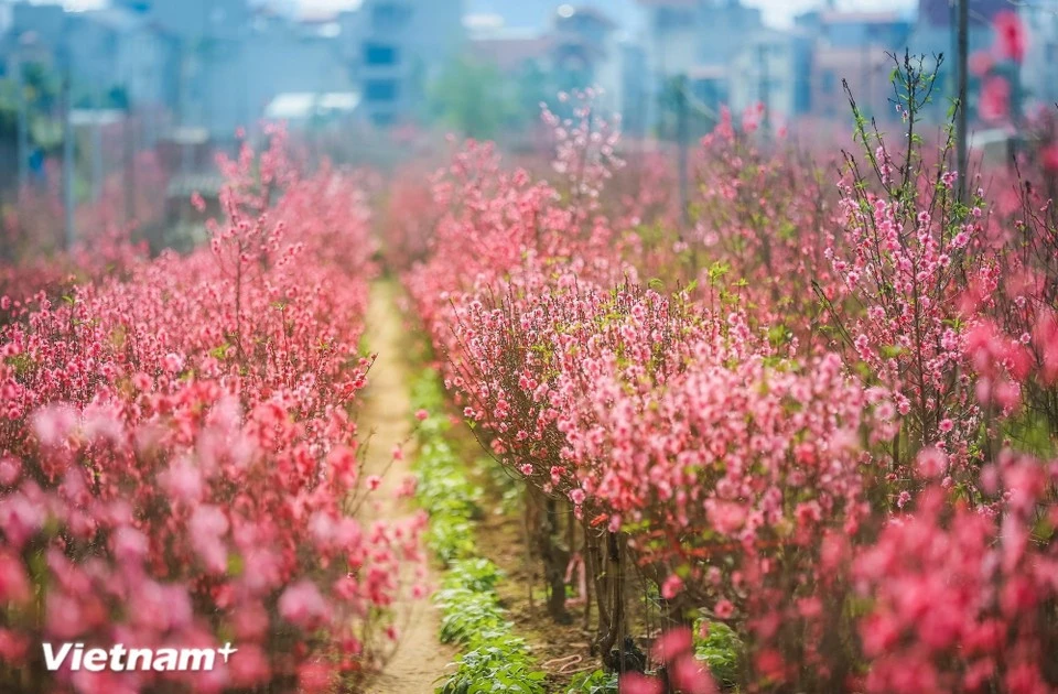 Vietnam’s cultural beauty in spring festivals