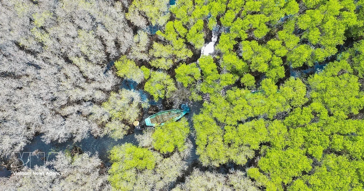 Gallery - Quang Ngai’s living “green lung”: The allure of Bau Ca Cai mangrove forest | Vietnam+ (VietnamPlus)