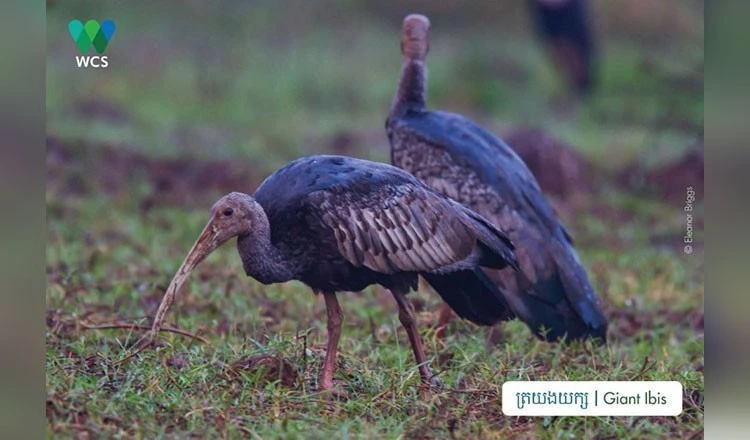 Cambodia steps up efforts to protect endangered wildlife