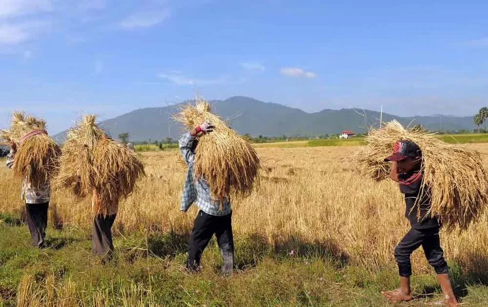 Cambodia earns 415 mln USD from rice exports in seven months