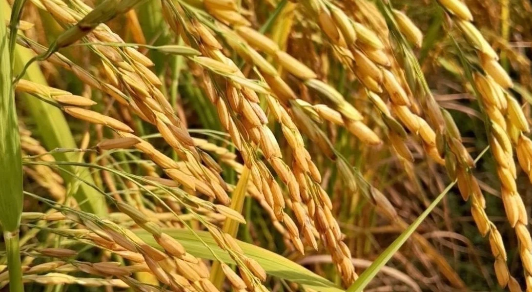 Edd Rice Thailand sees long-term opportunities for organic rice exports