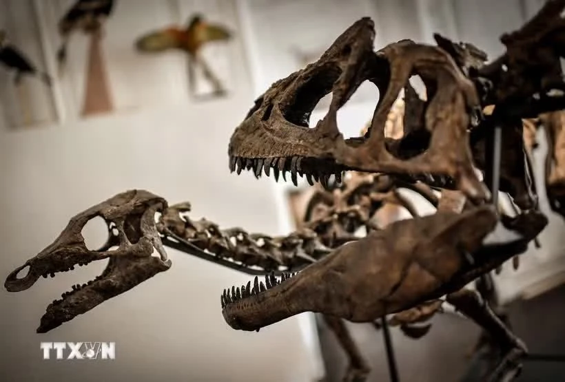 Thailand uncovers 130-million-year-old carnivorous dinosaur fossil