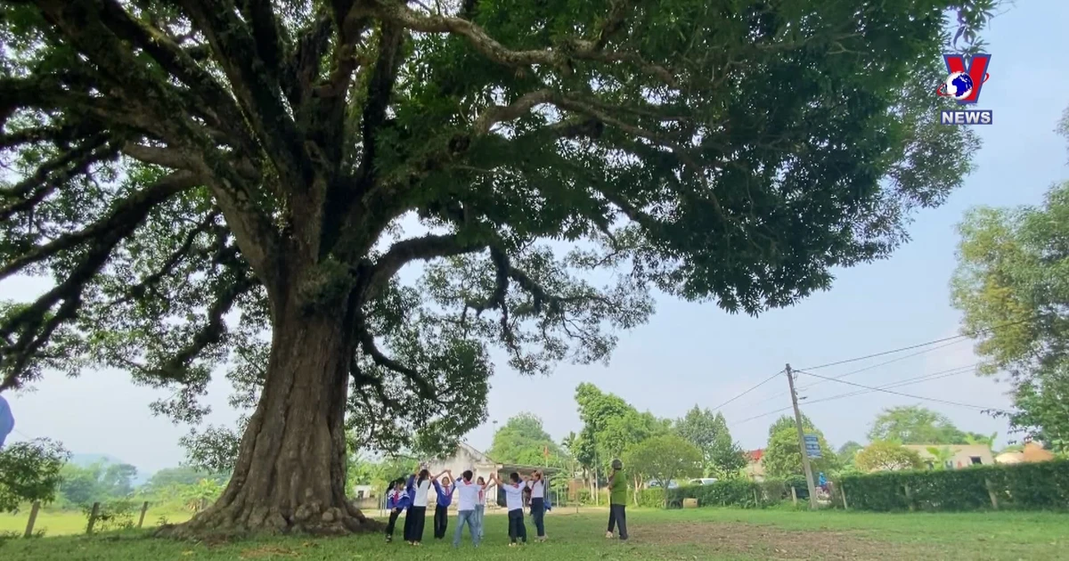 Preserving the 800-year-old heritage tree in Ha Tinh province