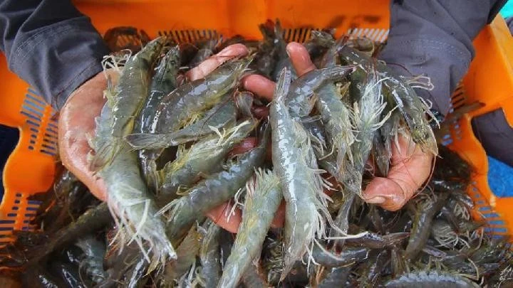 Indonesia resumes shrimp exports to US after meeting radiation safety standards