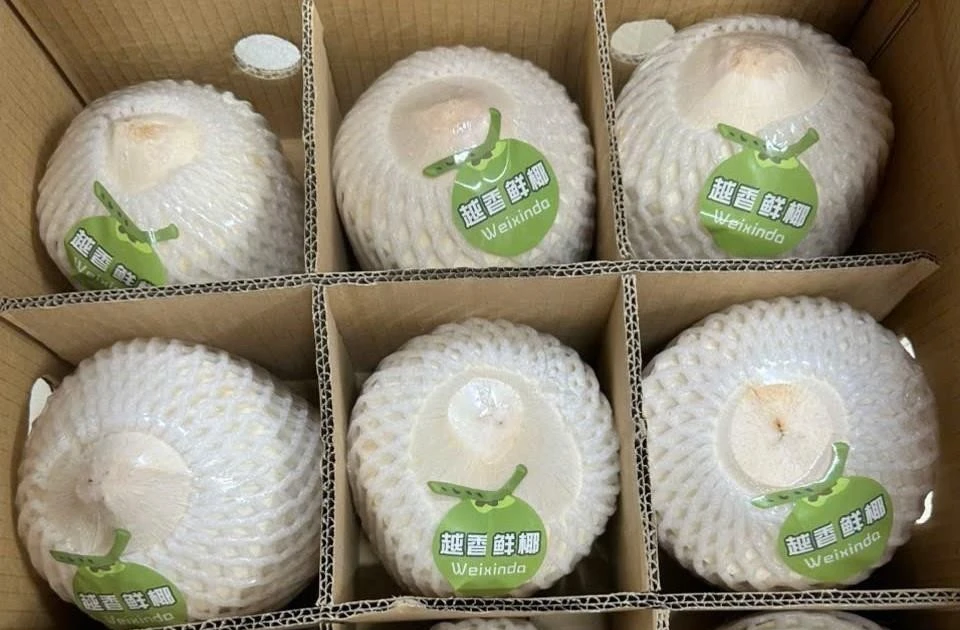 Nearly 22 tonnes of fresh, unhusked coconuts have been officially exported to China through Bac Luan II bridge border gate. (Photo: VNA)