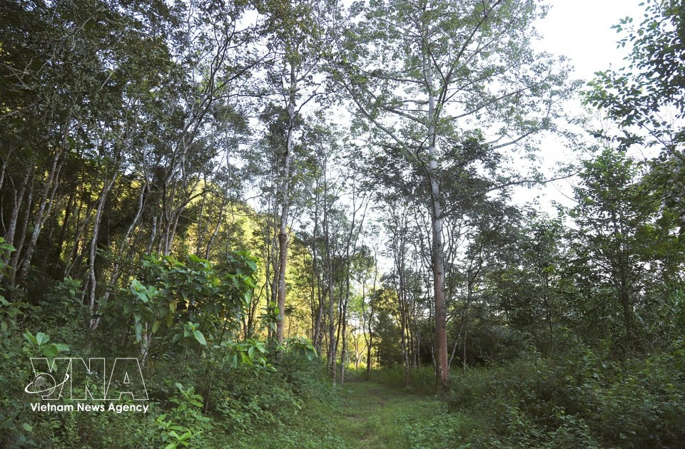 Gallery - Pu Huong outlying botanical garden – “living museum” of tropical plant species | Vietnam+ (VietnamPlus)