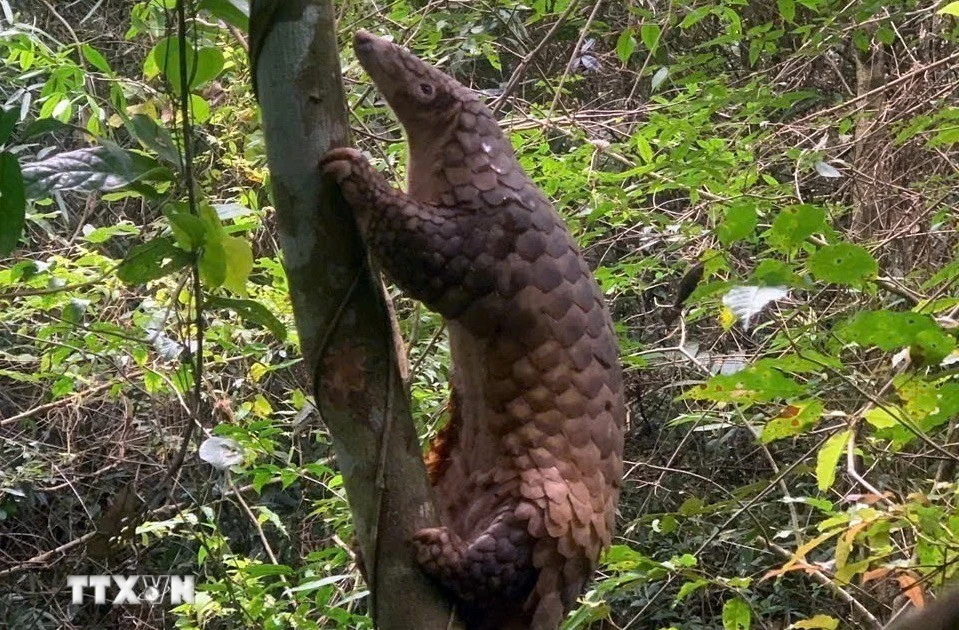 Sunda pangolins (Manis javanica), also known as the Javan pangolin, are listed in Group IB – critically endangered and strictly protected from all commercial exploitation (Photo: VNA)