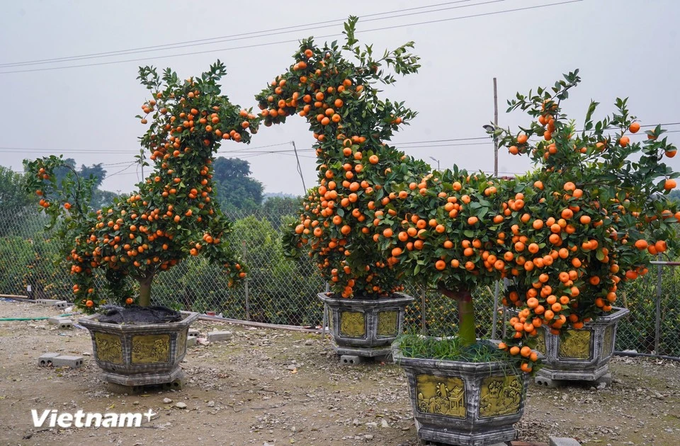Gallery - Horse-shaped ornamental kumquat trees draw attention ahead of Tet | Vietnam+ (VietnamPlus)