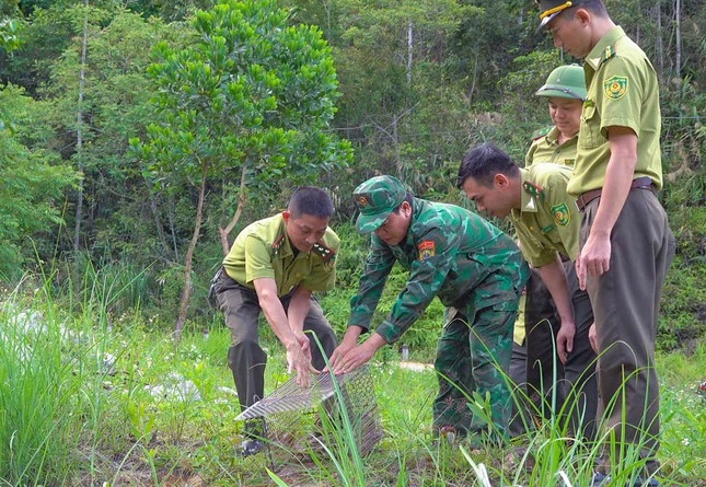 Python's Endangered Status Endangered reticulated python released into wild | Vietnam+ (VietnamPlus)