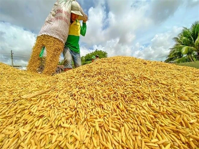 Rice output settles at 34.8 million tonnes in the first nine months of this year, basically flat from a year ago. (Photo: VNA)