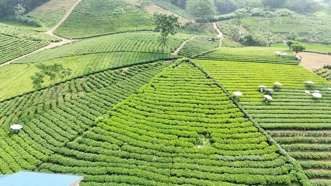 Thai Nguyen tea targets stronger brand identity