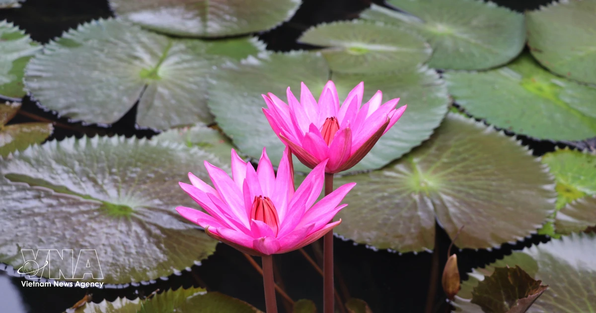 Purple water lily blossoms captivating on Ngo Dong river in Ninh Binh