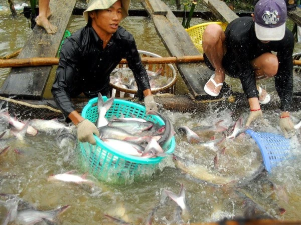 Vietnam looks to advance Tra fish processing techniques