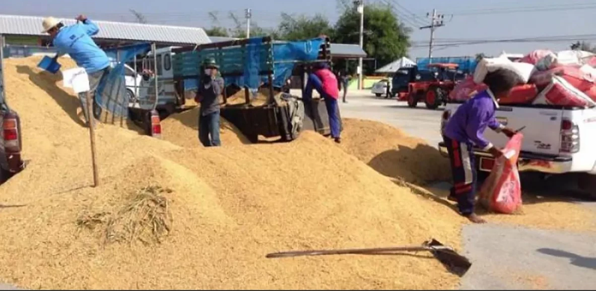 Thailand delivers tepid rice export forecasts for 2026