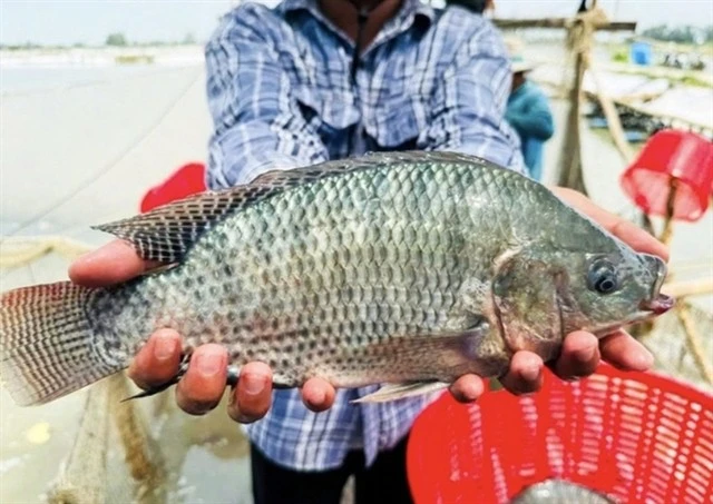 Brazil spends nearly 35 million USD on Vietnamese tilapia, imports surge 289-fold