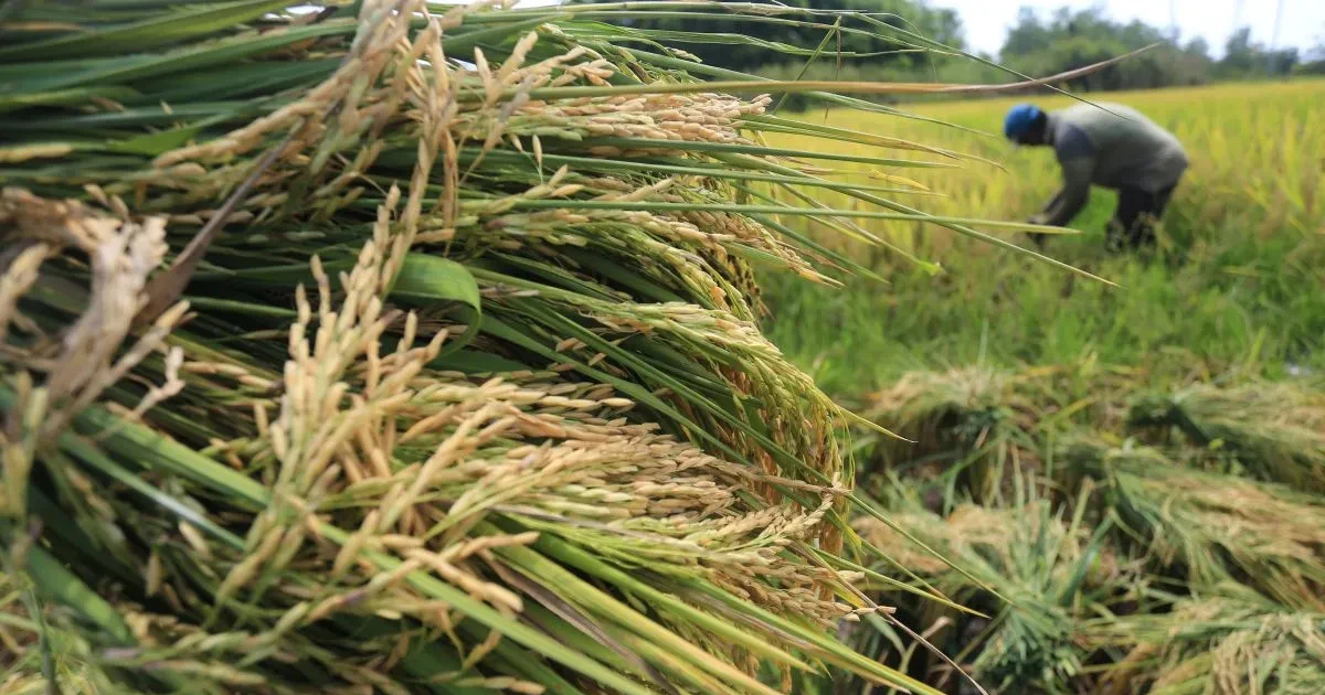 Indonesia implements measures to stabilise rice supply, rice prices