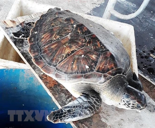 Rare turtle released back into the ocean