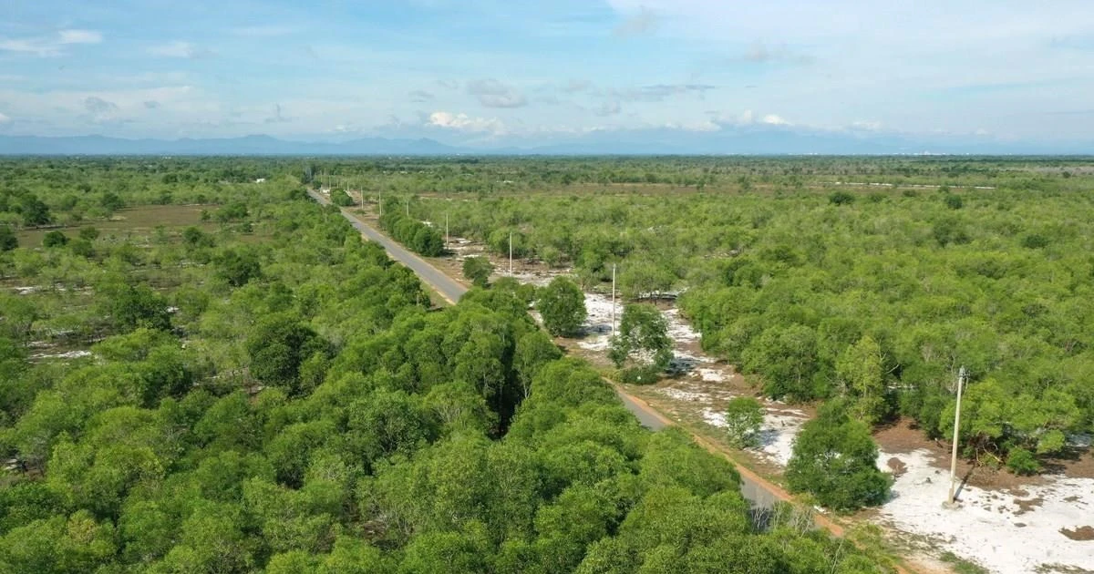 Ben Tre province to plant 10 million trees in five years