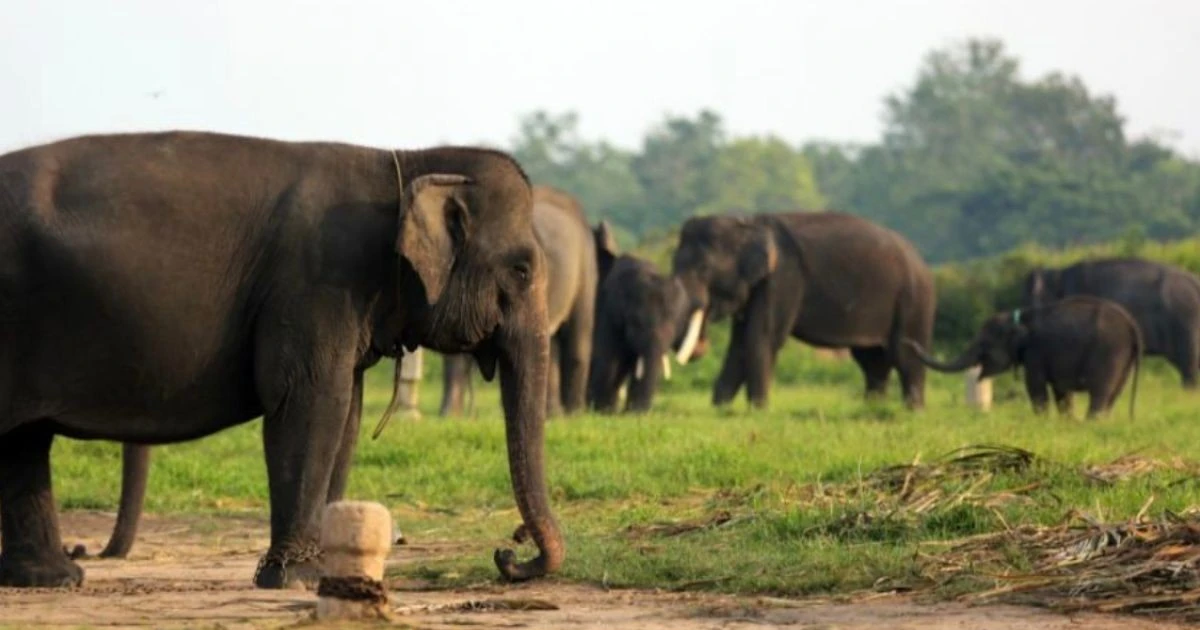 Indonesia deploys soldiers to curb human-wild elephant conflict